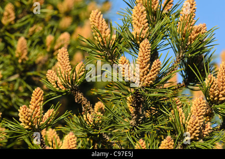 Zwerg Mountain Pine (Pinus mugo) Stockfoto