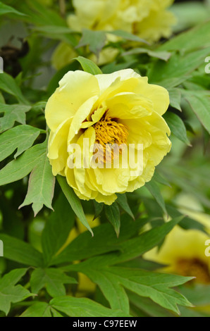 Baum Pfingstrose (Paeonia x lemoinei 'High Noon') Stockfoto