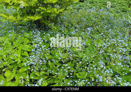 Sibirische bugloss (brunnera macrophylla Syn. myosotis macrophylla) Stockfoto