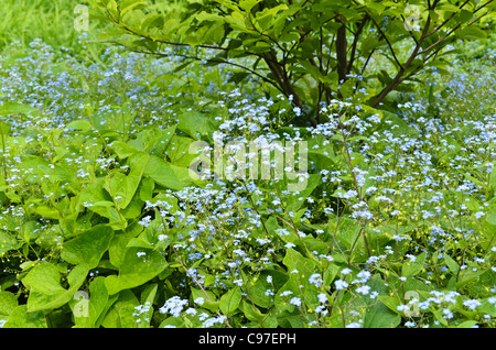 Sibirische bugloss (brunnera macrophylla Syn. myosotis macrophylla) Stockfoto