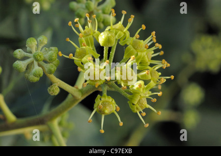 Atlantic Efeu, Hedera Hibernica, Blumen Stockfoto