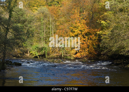 Fluß Wharfe im Strid Woods Stockfoto