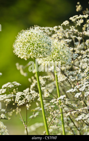 Persische Schalotten (Allium stipitatum 'mount Everest') und wilder Kerbel (anthriscus sylvestris 'ravenswing') Stockfoto