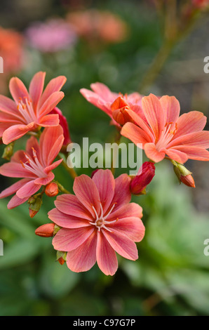 Imperial lewisia (lewisia Keimblatt) Stockfoto