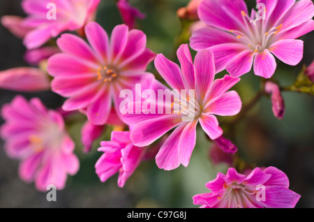 Imperial lewisia (lewisia Keimblatt) Stockfoto