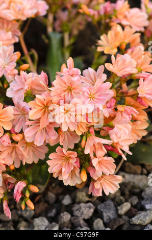 Imperial lewisia (lewisia Keimblatt) Stockfoto