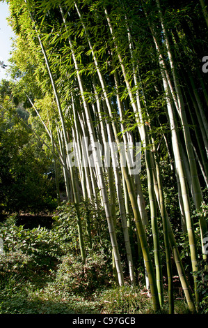 Bambus Baum orientalische Dschungel Wald Tropenholz Stockfoto