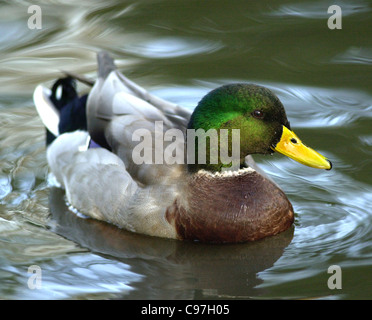 Stockente - das ist die männliche oder Drake. Aus den Archiven von Presse Portrait Service (ehemals Presse Portrait Bureau) Stockfoto