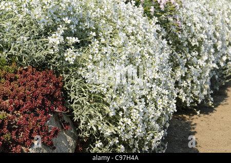 Schnee-im-Sommer (Cerastium tomentosum) Stockfoto