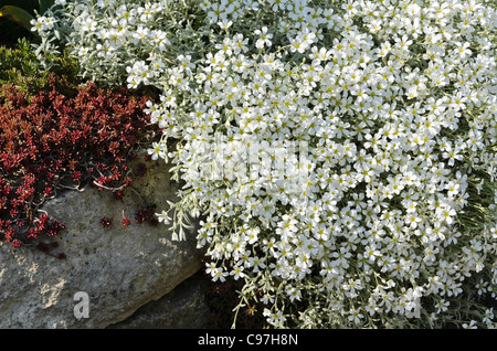 Schnee-im-Sommer (Cerastium tomentosum) Stockfoto