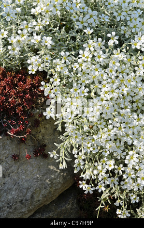 Schnee-im-Sommer (Cerastium tomentosum) Stockfoto