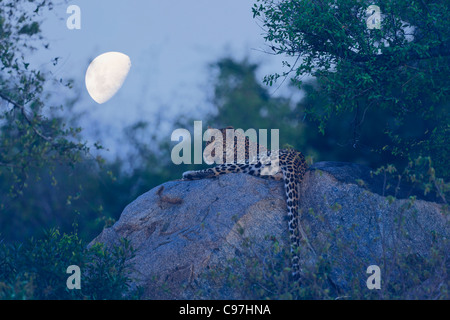 Ein Leopard Panthera Pardus ruht auf einem Granitblock Abend mit dem Mond im Hintergrund fällt. Krüger-Nationalpark. Stockfoto