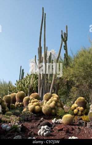 Die Huntington-Bibliothek Kunstsammlungen, botanischen Gärten, Kaktus Sukkulenten Garten San Marino California Amerika Stockfoto