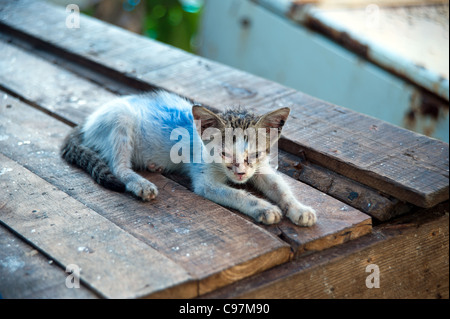 Katze Stockfoto