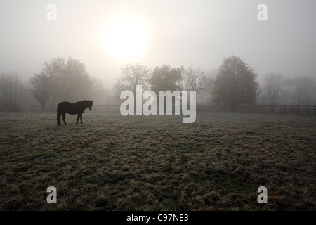 Pferde grasen auf der Wiese auf einer nebligen Anfang November Morgen Deutschland Europa Stockfoto