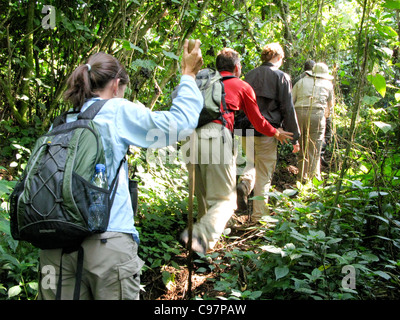 Virunga Berge, Rwnada, Afrika.  Touristen-Tekking der Berggorillas im Volcanoes National Park anzeigen. Stockfoto