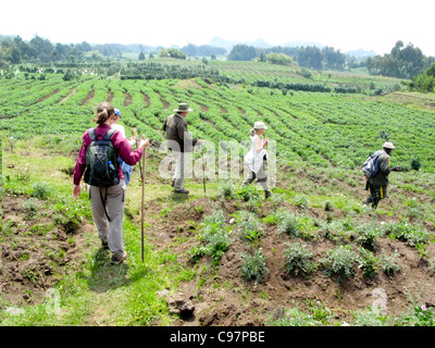 Virunga Berge, Rwnada, Afrika.  Touristen-Tekking der Berggorillas im Volcanoes National Park anzeigen. Stockfoto