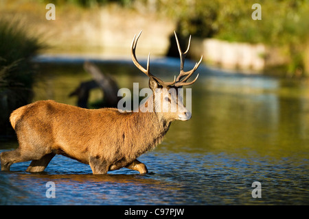 Rothirsch in Bushy Park in London. Aufnahme während der Brunft. Stockfoto