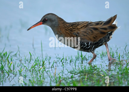 Wasser-Schiene (Rallus Aquaticus) am Ufer im Winter, Niederlande Stockfoto