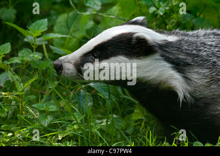 Europäischer Dachs (Meles Meles) hautnah im Wald, Deutschland Stockfoto