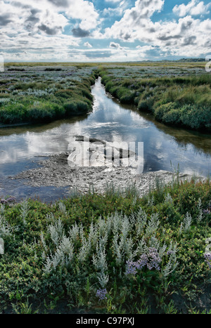 Salz-Sumpf, Reflexion der Wolken im Wasser, Loog Siedlung, Nordsee-Insel Juist, Ostfriesland, Niedersachsen, Deutschland Stockfoto