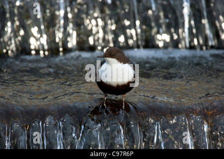 Überwinternde weißer-throated Schöpflöffel / Europäische Wasseramseln (Cinclus Cinclus) im Stream stehen im Winter, die Niederlande Stockfoto