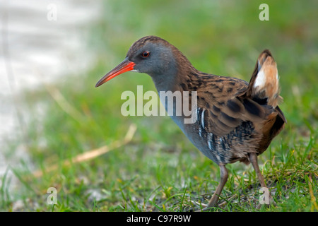 Wasser-Schiene (Rallus Aquaticus) am Ufer im Winter, Niederlande Stockfoto