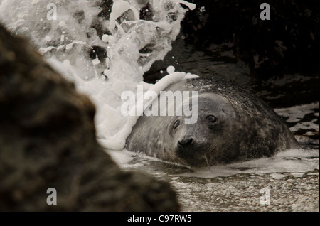 Eine graue Dichtung Halichoerus Grypus spielen in den Wellen an einem einsamen Strand in North Cornwall. Stockfoto