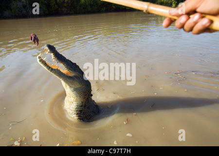 Wilden Sprung für eine Fleisch-Köder während ein Krokodil Krokodil Kreuzfahrt auf Adelaide River. Darwin, Northern Territory, Australien Stockfoto