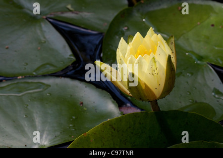 Gelbe Lilie Teich Stockfoto