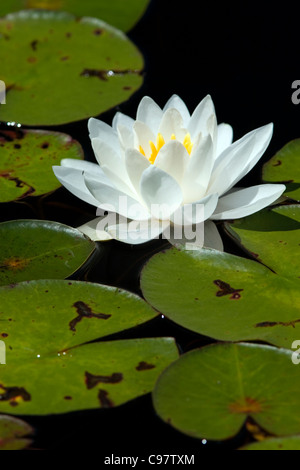 Seerosen in voller Blüte Stockfoto
