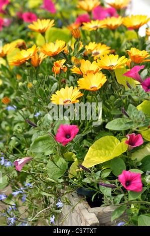 bunte Sommerblumen in einem hölzernen Blumenbeet Stockfoto