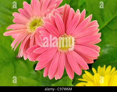 Rosa Gerbera Daisy Blumen, Nahaufnahme Schuss Stockfoto