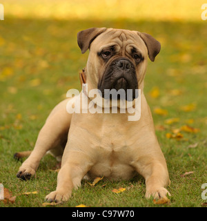 Bullmastiff Hunde liegen im Herbstlaub Stockfoto