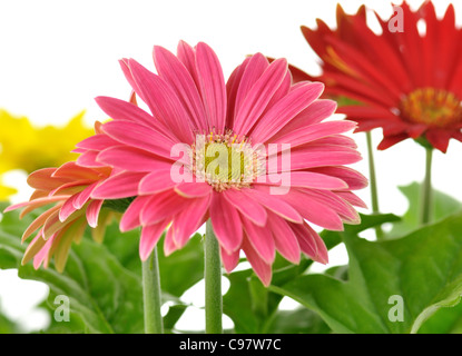 farbenfrohe Gerbera Blumen-Gänseblümchen, Nahaufnahme Schuss Stockfoto