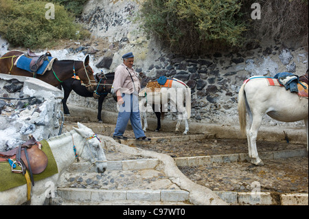 Esel mit Treiber auf der steilen Fira Schritte, Santorini, Griechenland, Europa Stockfoto