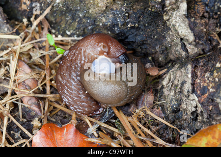 Schnecken; Arion Ater; Paarung UK Stockfoto