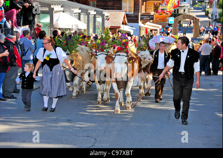 Die Desalpe. Schweizer Kuhhirten in traditionellen Kostümen über Kopf Kühe aus den Alpen und durch die Stadt Lenk Stockfoto