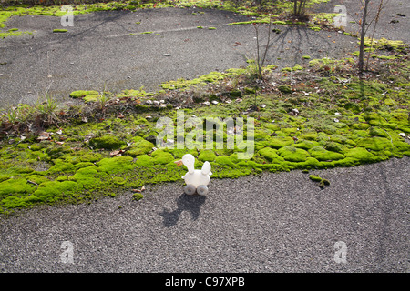 Kinder Spielzeug Ente aufgegeben am Leninplatz, Sperrzone von Tschernobyl Pripjat Ukraine Stockfoto