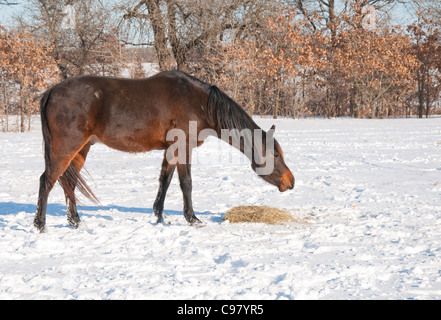 Dunkle Bucht Pferd sein Heu an einem kalten Wintertag im Schnee Essen Stockfoto