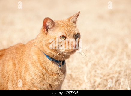 Schöne orange Tabby Katze im Wintersonne Stockfoto
