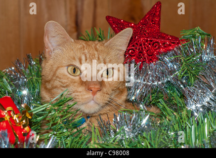 Schöne orange Tabby Kätzchen in einen Adventskranz mit Dekorationen um ihn herum Stockfoto