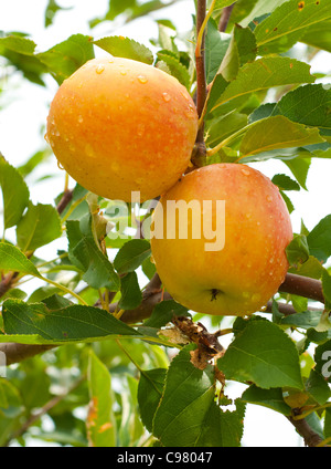 Zwei Äpfel in einem Baum mit Regentropfen Stockfoto