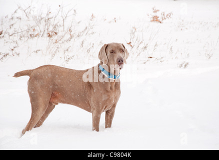 Hübscher Weimaraner Hund im schweren Schnee fallen Stockfoto