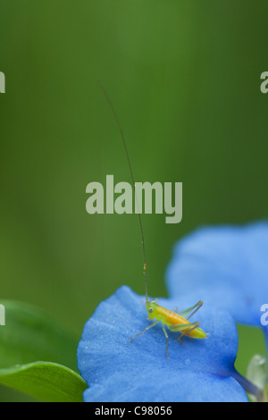 Kleine grüne und orangefarbene Trichter Typ Insekt mit langen Antennen auf blaue Blume Blütenblatt Stockfoto