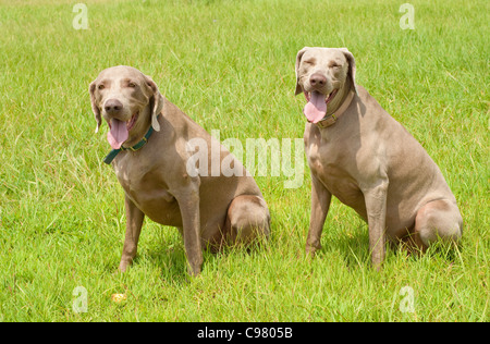 Zwei Weimaraner Hunde sitzen auf dem grünen Rasen an einem warmen Sommertag Stockfoto