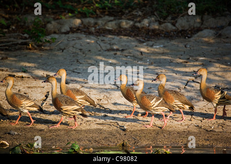 Gefiederte Pfeifen-Enten (Dendrocygna Eytoni).  Yellow Water Wetlands, Kakadu-Nationalpark, Northern Territory, Australien Stockfoto