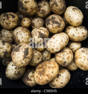 Frisch nach Hause angebaute Kartoffeln gegraben. Stockfoto