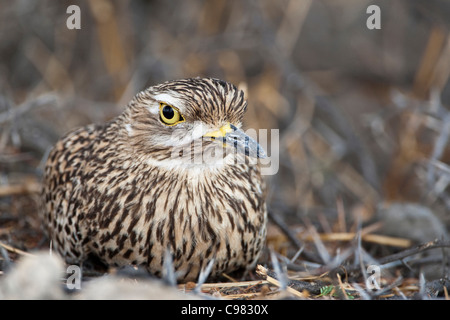 Gefleckte Thick-knee am nest Stockfoto