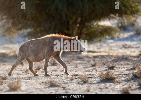 Gefleckte Hyänen Wandern in Nossob Riberbed (Crocuta Crocuta) Stockfoto